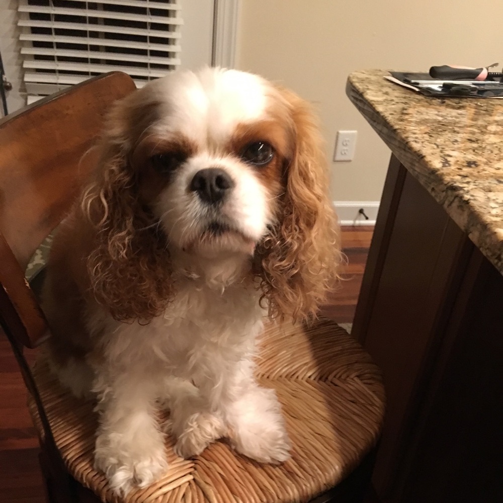 Meet your Posher, Anna